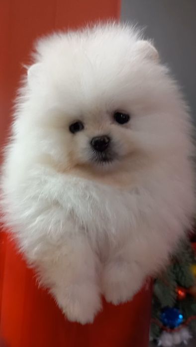 Мини мишка мальчишка