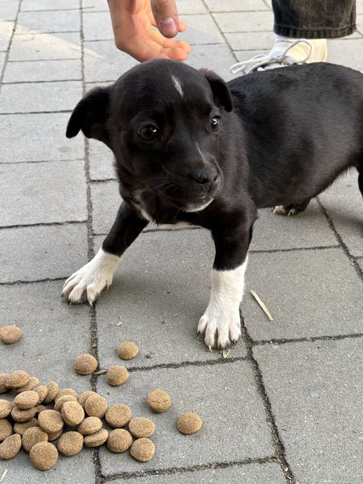 PIESEK oddam za darmo