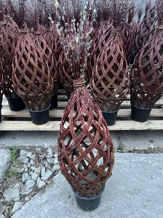 Wierzba pleciona Producent