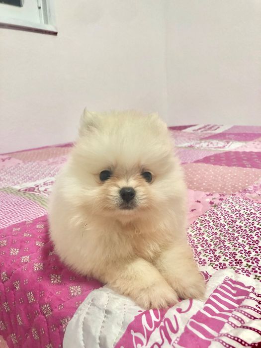 Fêmea Lulu da Pomerânia