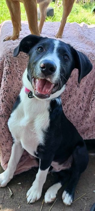 Wally do adopcji! Sandomierz