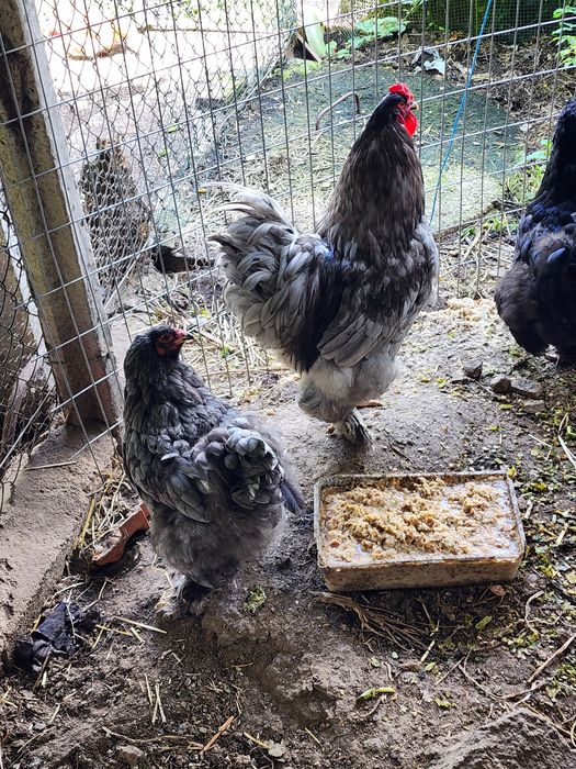 Brahma blue pintainhos