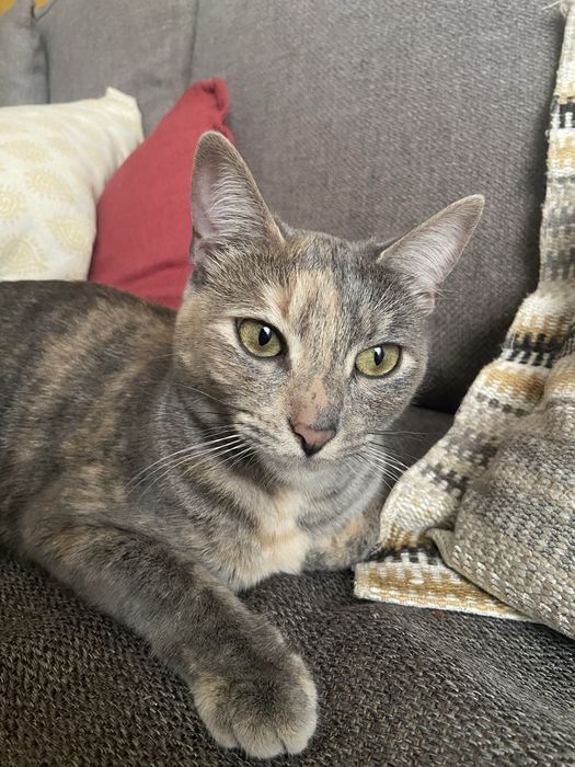 Petsitting e petwalker em lisboa460499068168458241
