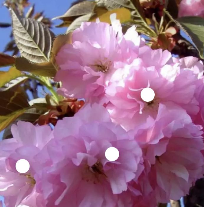 Kanzan wisnia pilkowana obw. 8-12