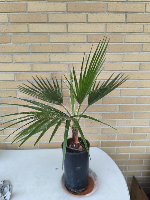 Palmeira de leque em vaso