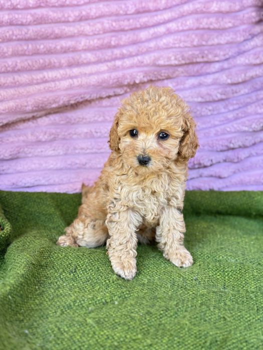 Девочка той пудель