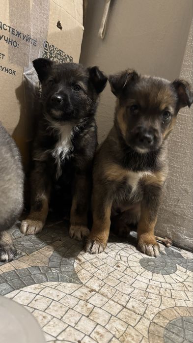 Цуценя, цуценята, собачка