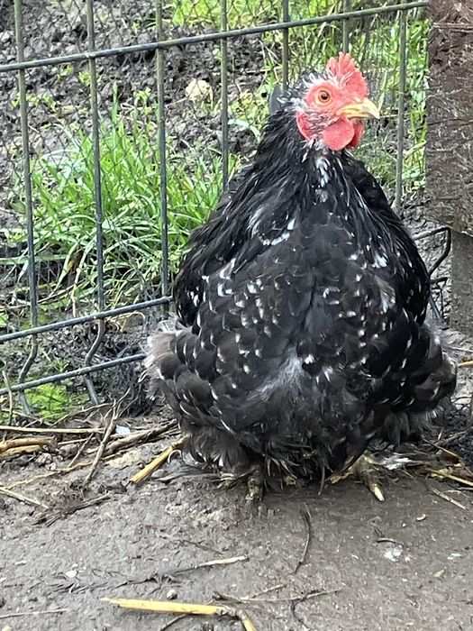 Kury ozdobne kochin miniaturowy