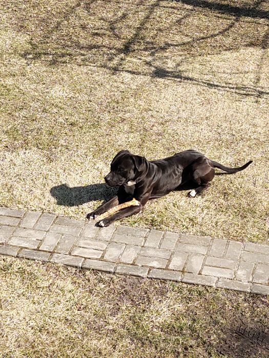 РОЗШУК!!!ПРОПАВ собака американський пітбуль, 4,5 р, ВИНАГОРОДА