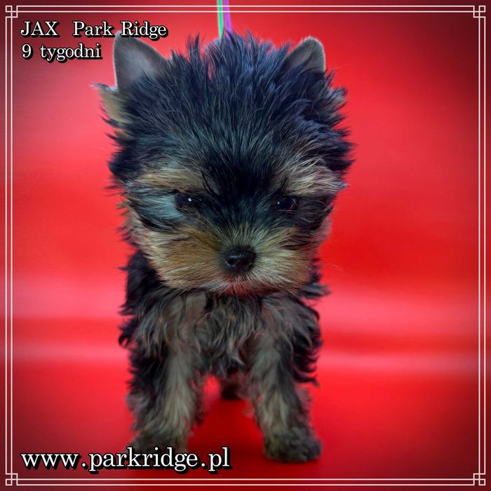york piesek mini ok.1,5 kg rodowód ZKwP FCI chip badania DNA