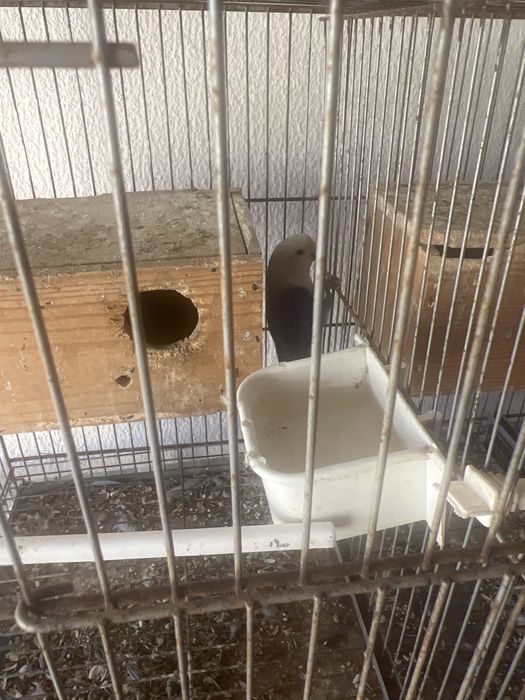 Rosicolis varias aves