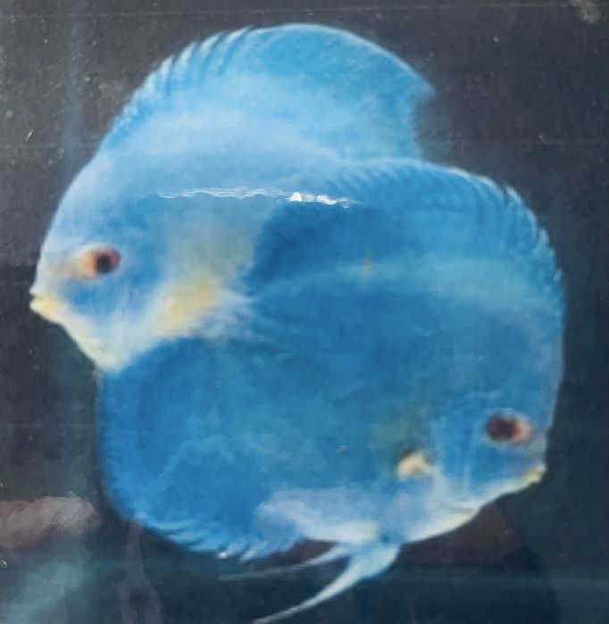 Paletka Blue Diamond