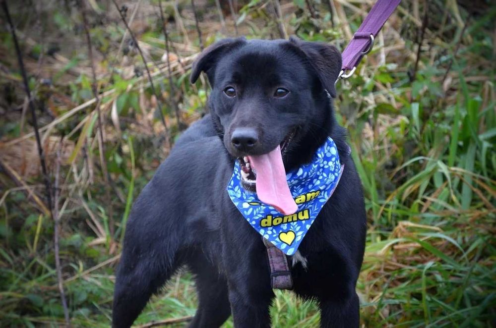 Nero - radosny psi brunecik szuka nowej rodziny! :)