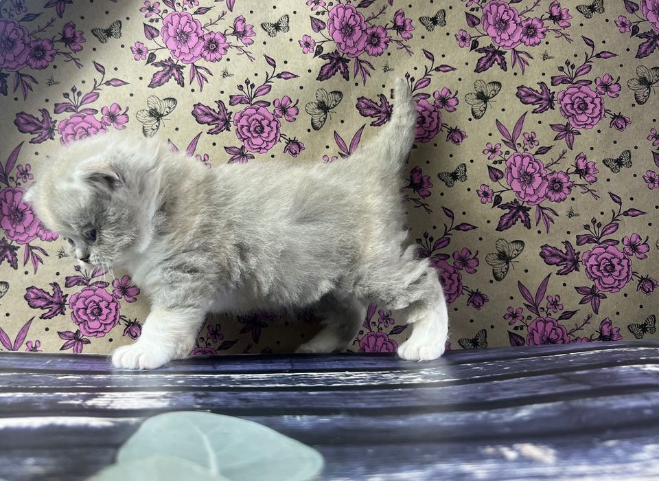 Kocięta brytyjskie kotki kocurki koty kocury długowłose FPL WCF