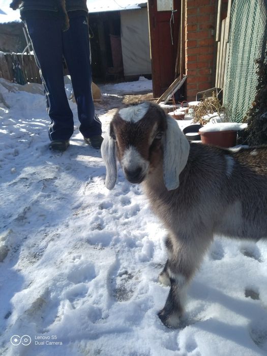 Продам нубийских козлят.