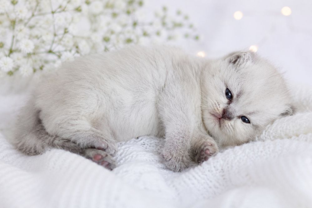 Шотландські кошенята