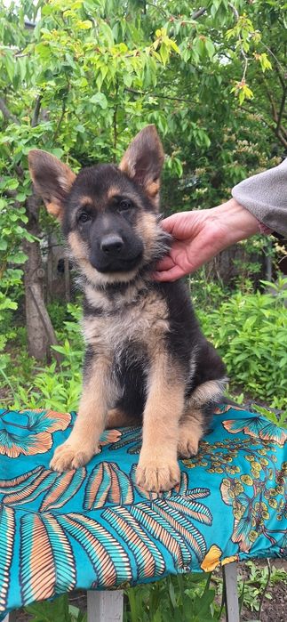 Цуценята красені вівчарки 2міс.