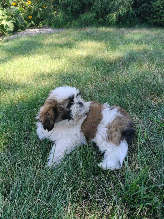 SHIH- TZU szczeniaczek