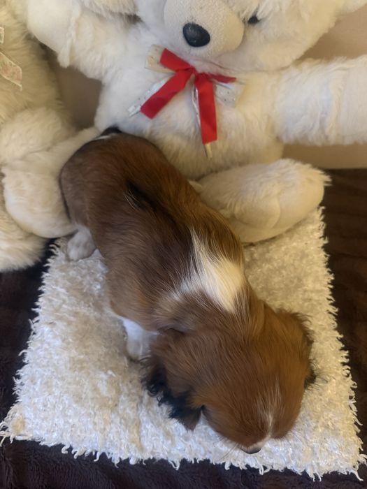 Cavalier King Charles Spaniel  przepiękna  suczka