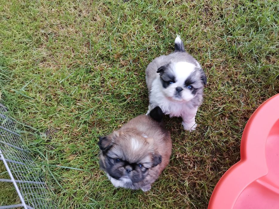 Pekińczyk Szczeniak  Nie Shih Tzu