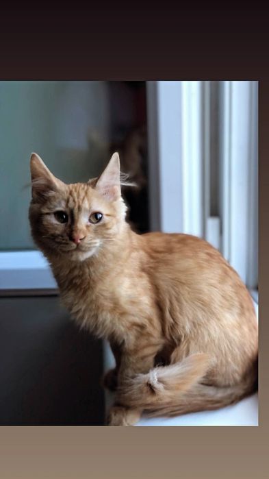 Отдам рыжего котенка, мальчик, 4 месяца