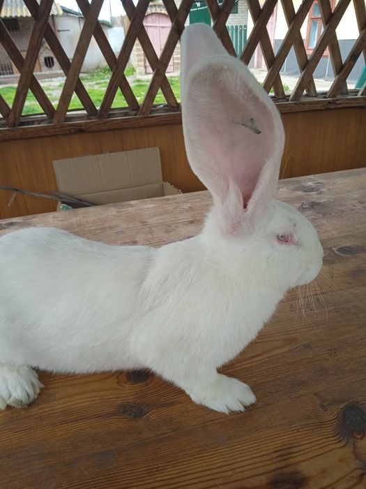 Бельгійський велетень