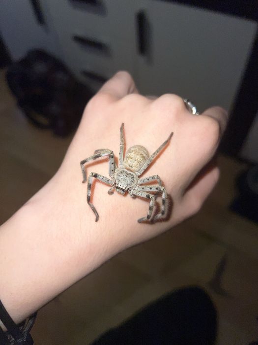 Holconia murrayensis (3 szt. 100 zł) Nie ptasznik - pająk właściwy