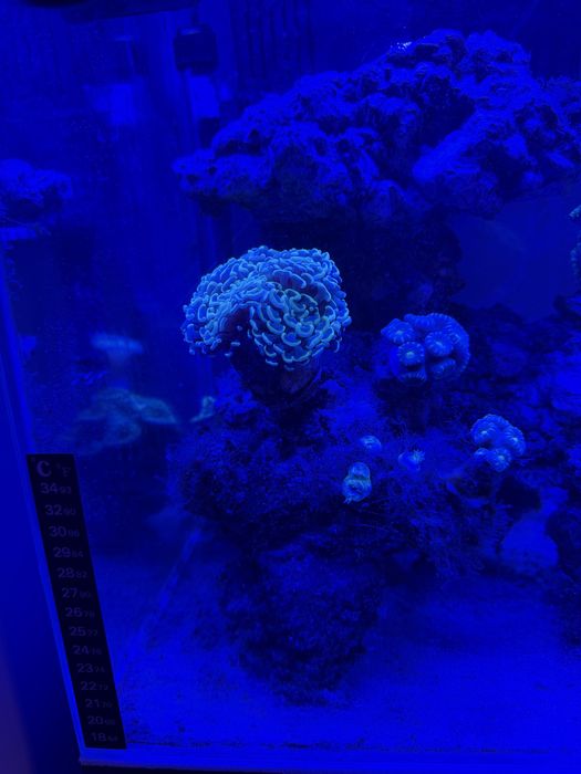 Akwarium morskie 49l