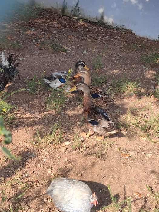 Perus e galinhas de Angola