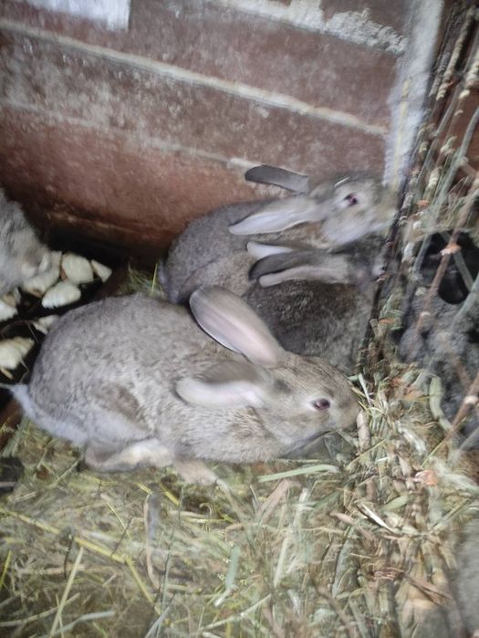 Продам молодих кроликів