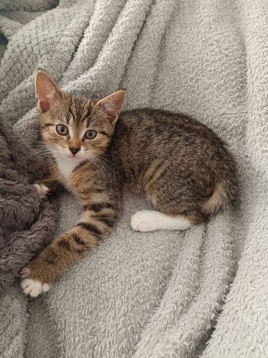 kotek do adopcji