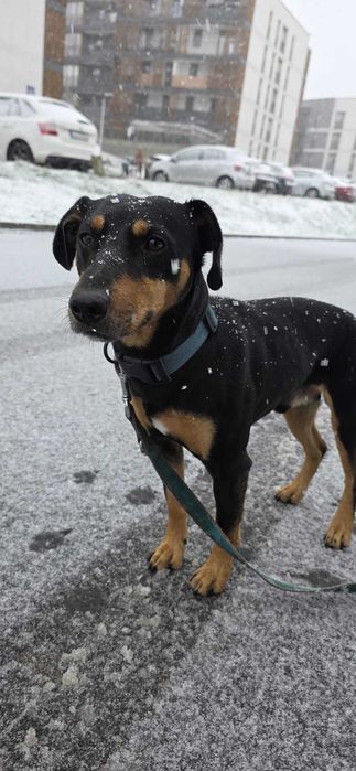 Oddam w dobre ręce. "Gończy Polski".