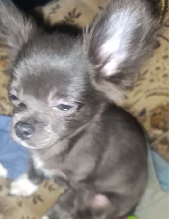 Предлагается к продаже голубой мальчик чихуа