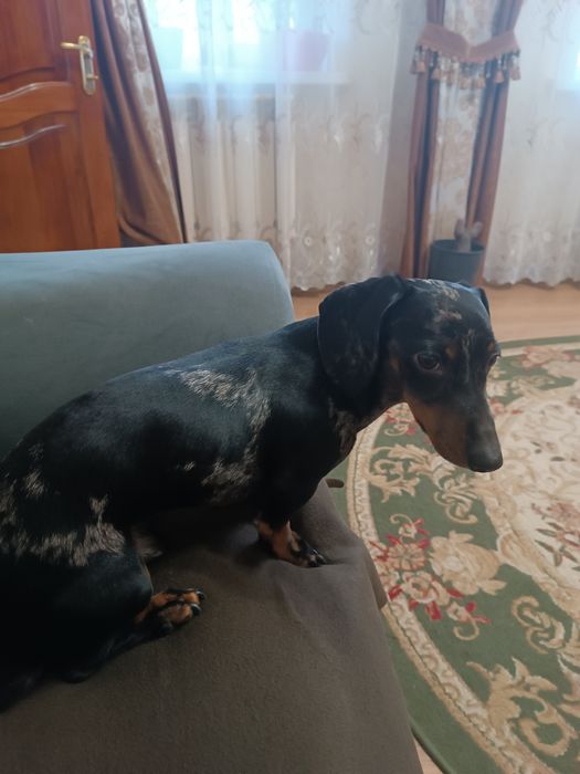 Вязка карликової такси