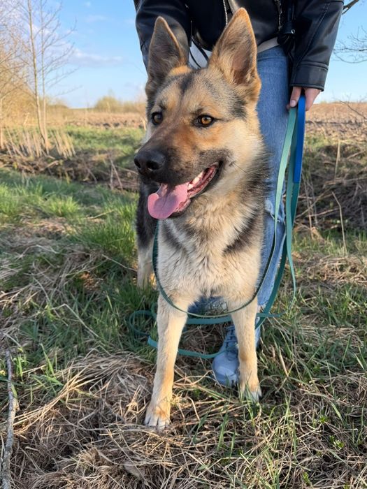 młoda suczka do adopcji