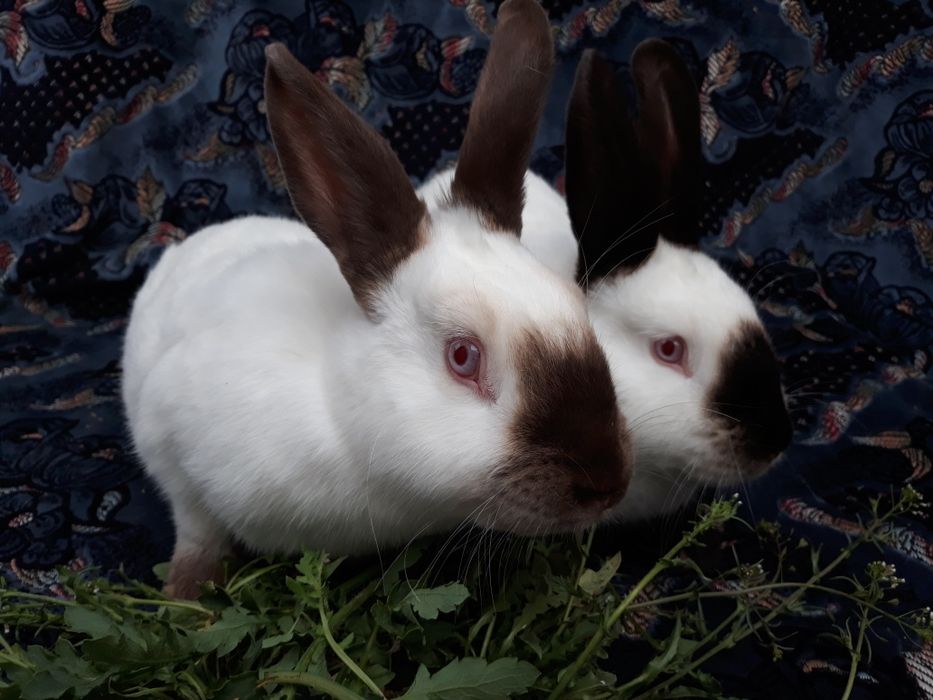 Продам кролики.Каліфорнія.