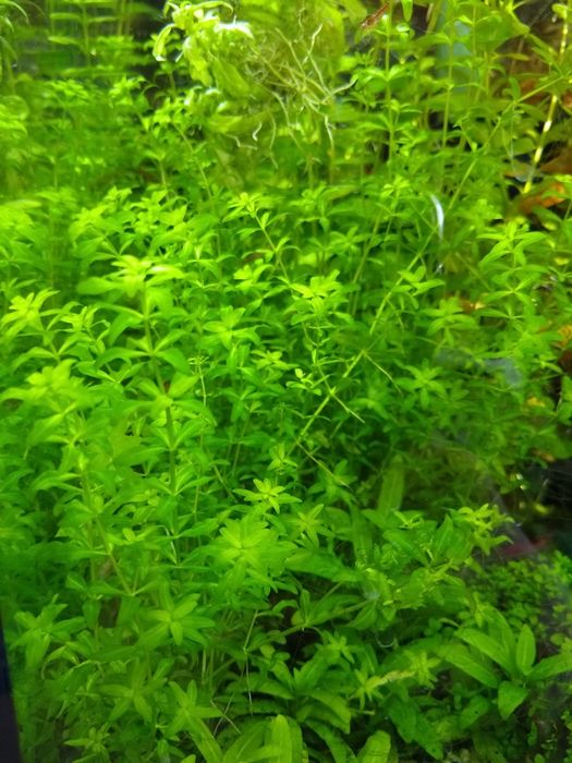 Duży Heniek roślina do akwarium