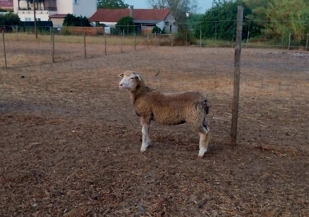 Borrega Ile-de-France