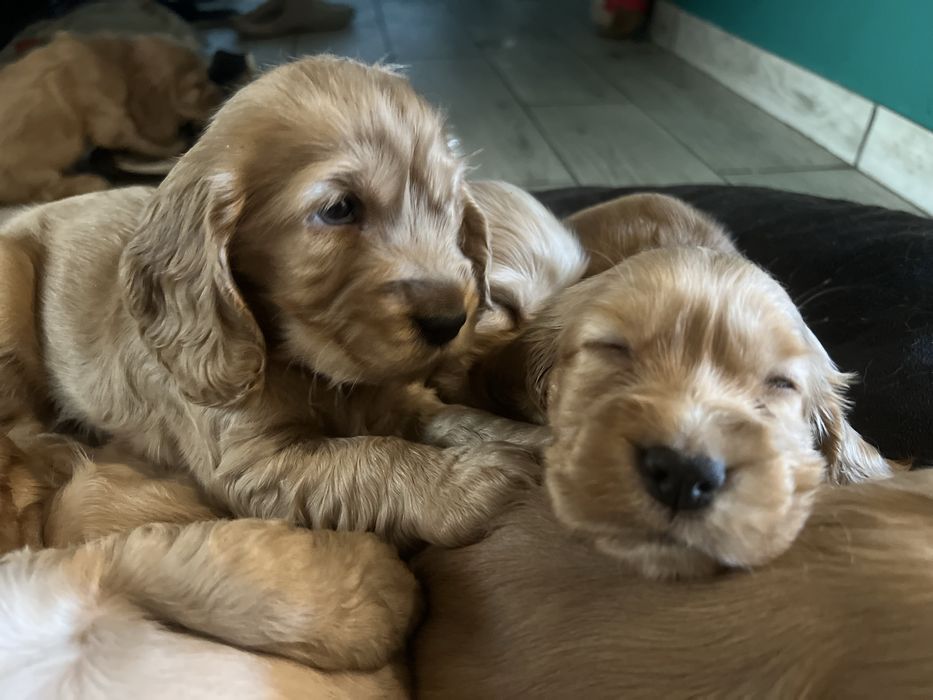 Cocker spaniel angielski