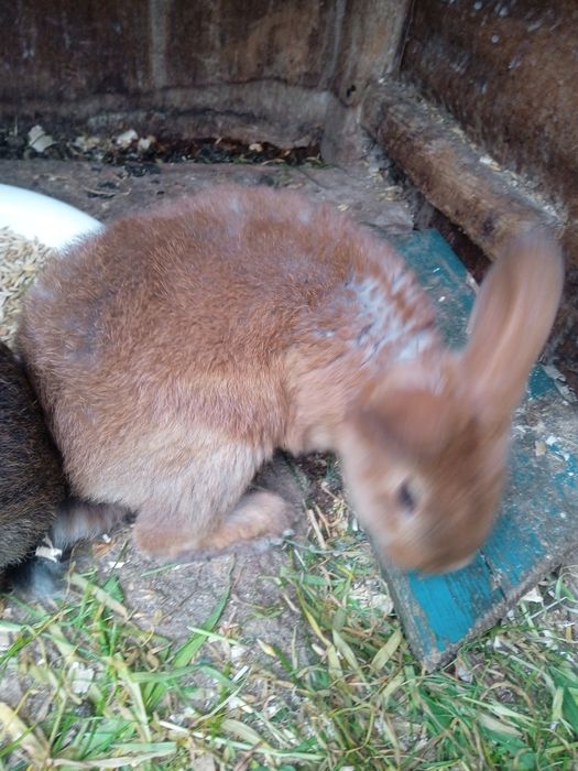 Кролики самки рекс кастор