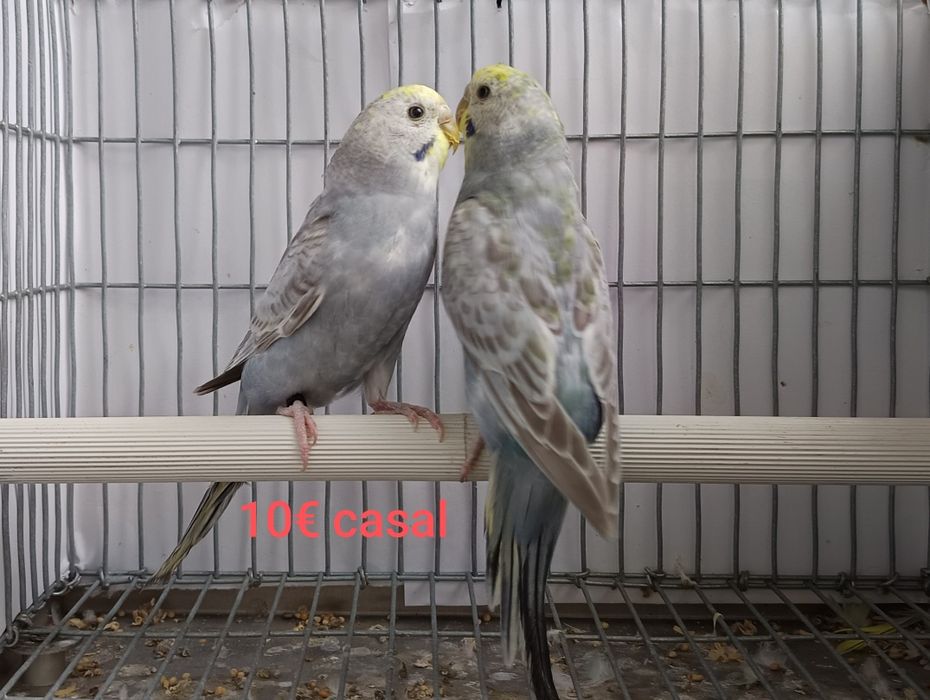 Periquitos arco-íris