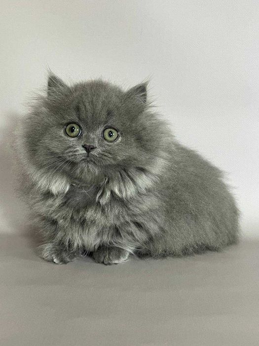 Коротколапі Манчкіни хлопчик Бадді та дівчинка Барбара