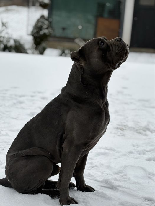 Кобель шукає вяʼзку