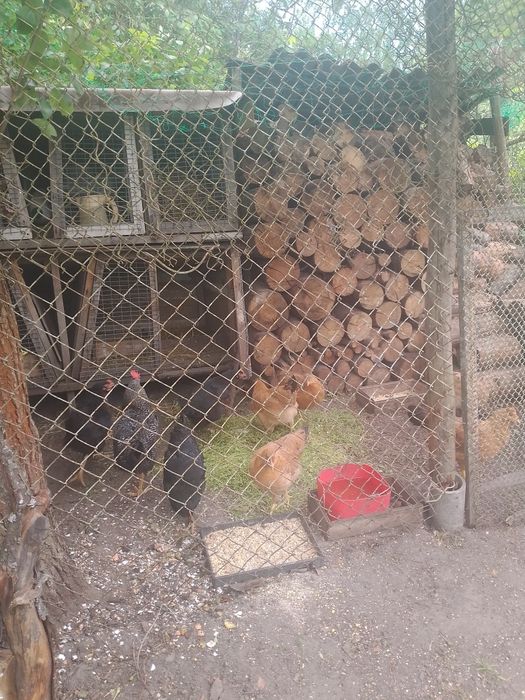 Продам курей та півня
