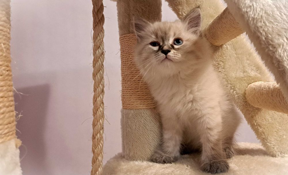 Kocurek Neva Masquerade – jasnoszary Płatek