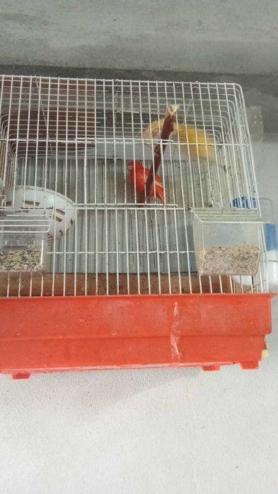 Canários para ceder