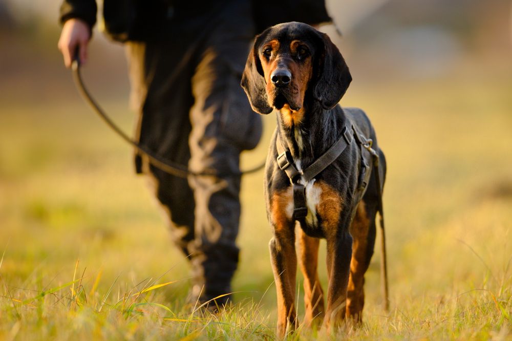 FADO - pies w typie gończy polski