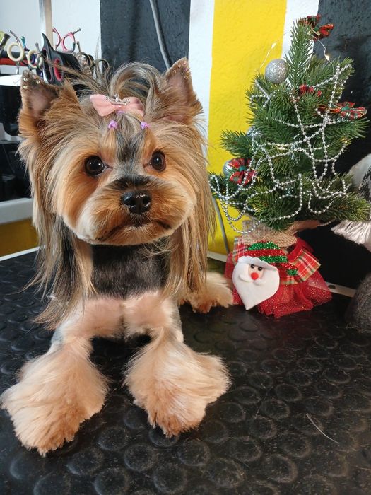 Грумінг малених та середніх порід