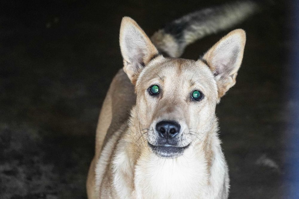 Fosfor - niewidomy psiak szuka domu