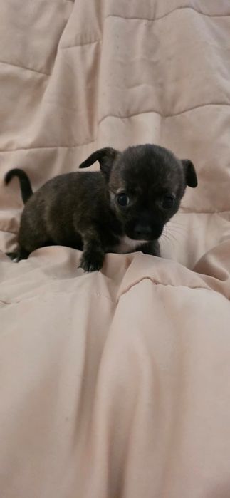 Chihuahua macho pelo curto